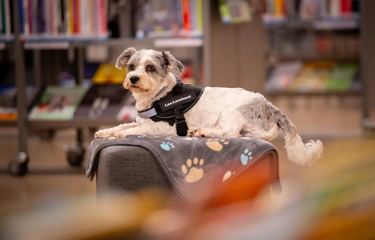 Lee ist ein Lesehund und bildet mit Esther Basler aus Grüningen ein Lesehund-Team.